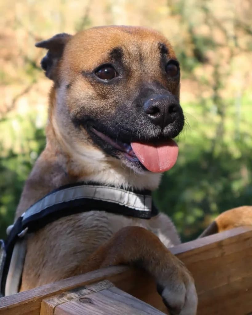 PETIFYC10647 photo 2