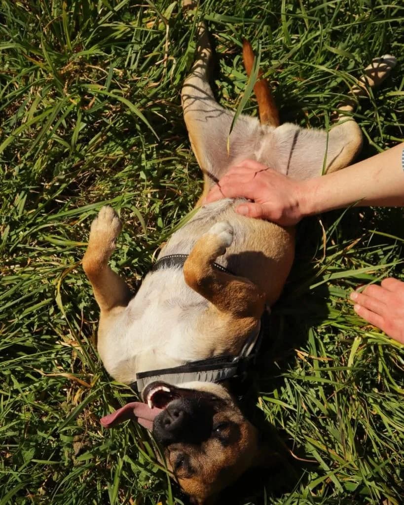 PETIFYC10647 photo 3