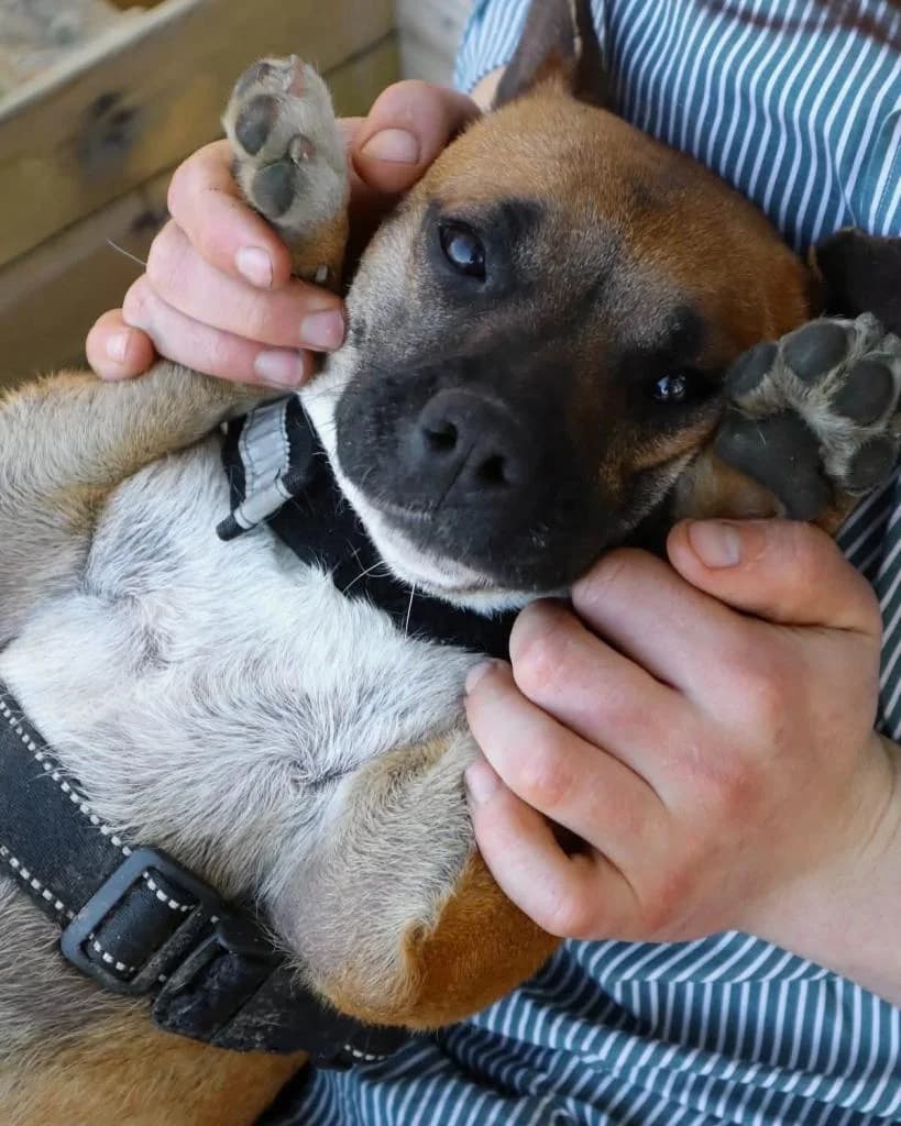 PETIFYC10647 photo 4