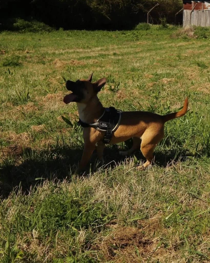 PETIFYC10647 photo 5