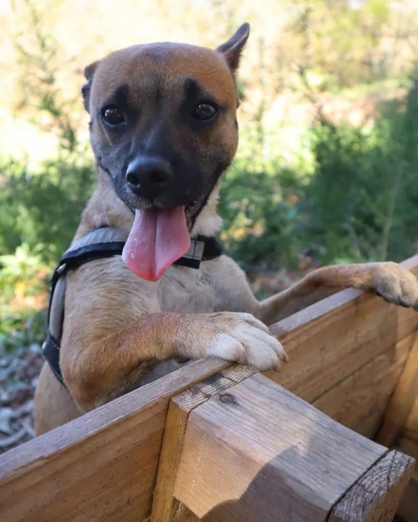 PETIFYC10647 photo 6