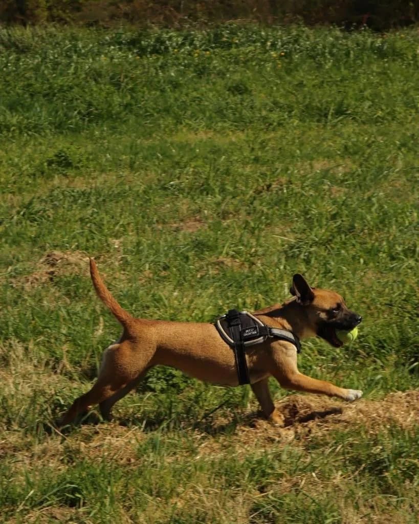 PETIFYC10647 photo 7