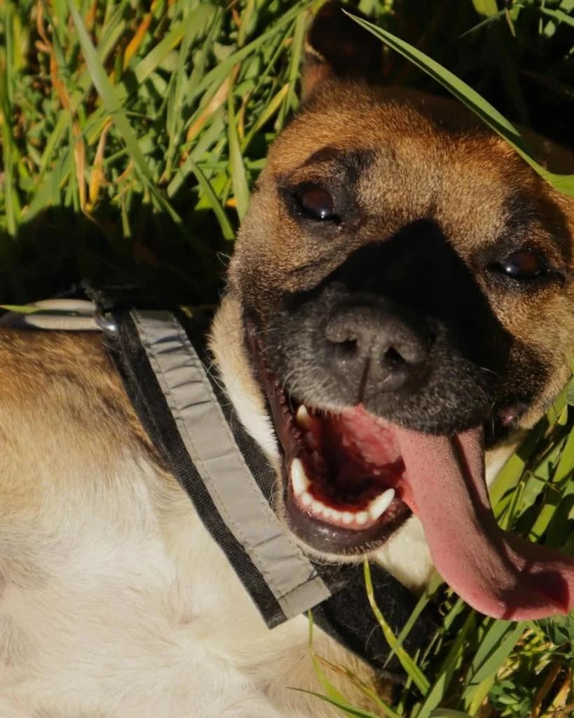 PETIFYC10647 photo 8