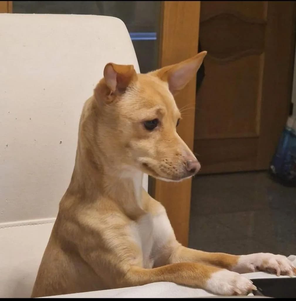 PETIFYC10662 photo 3