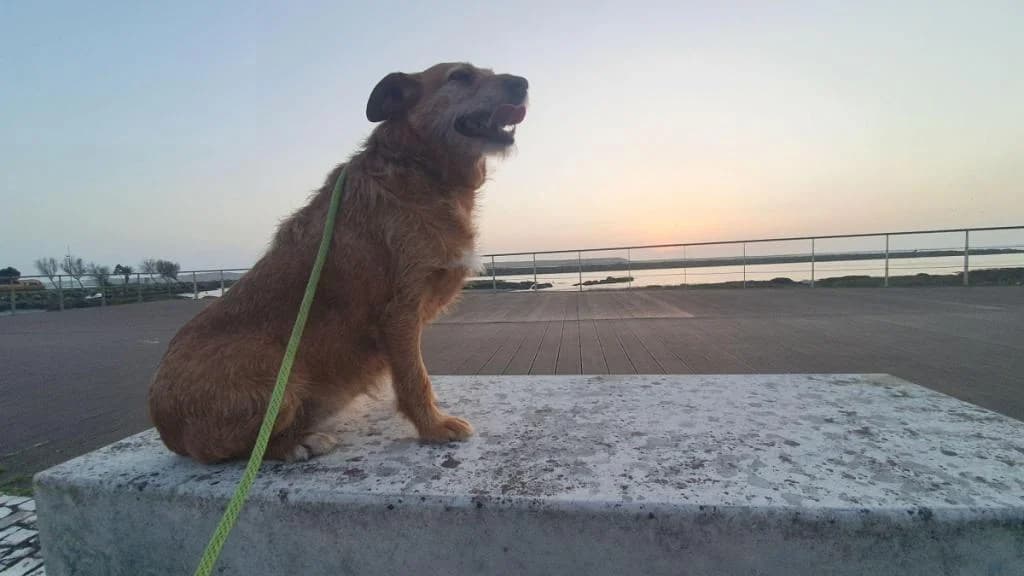 PETIFYC10662 photo 5