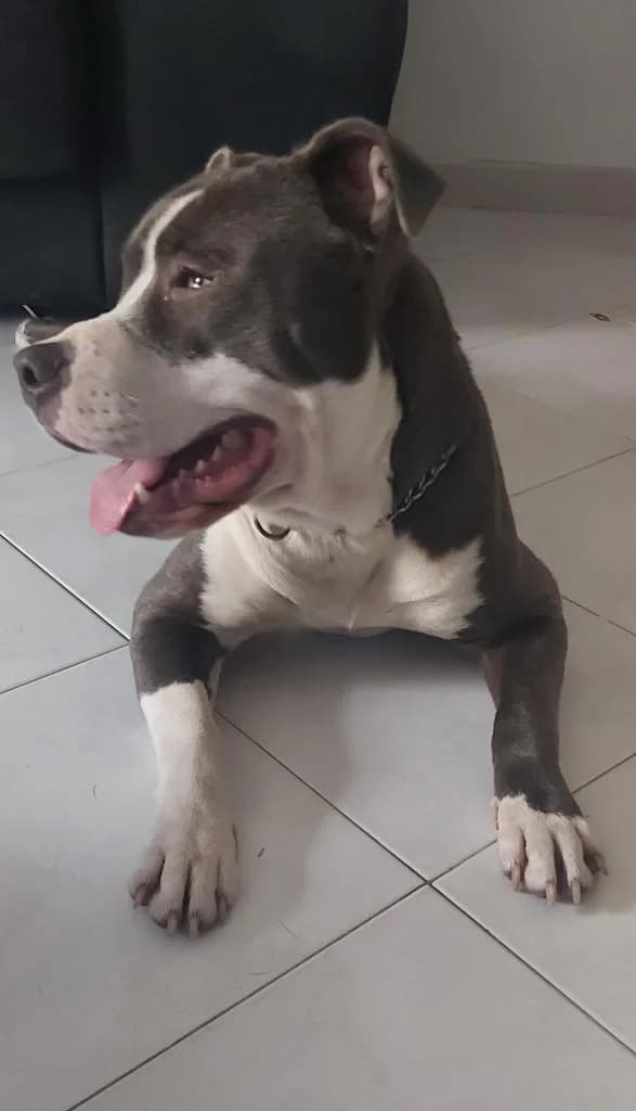 PETIFYC10668 photo 3