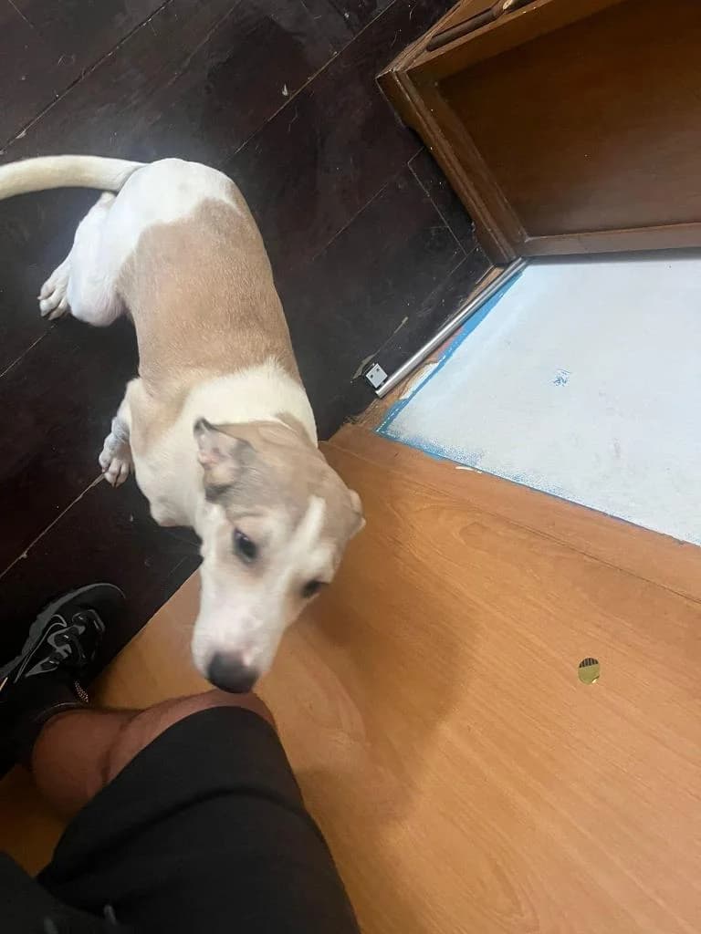 PETIFYC10687 photo 2