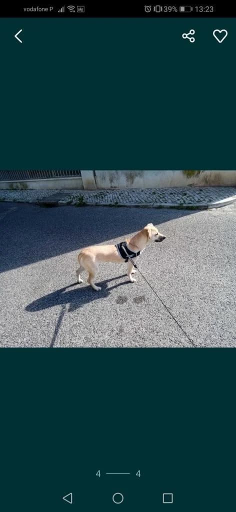 PETIFYC10687 photo 3