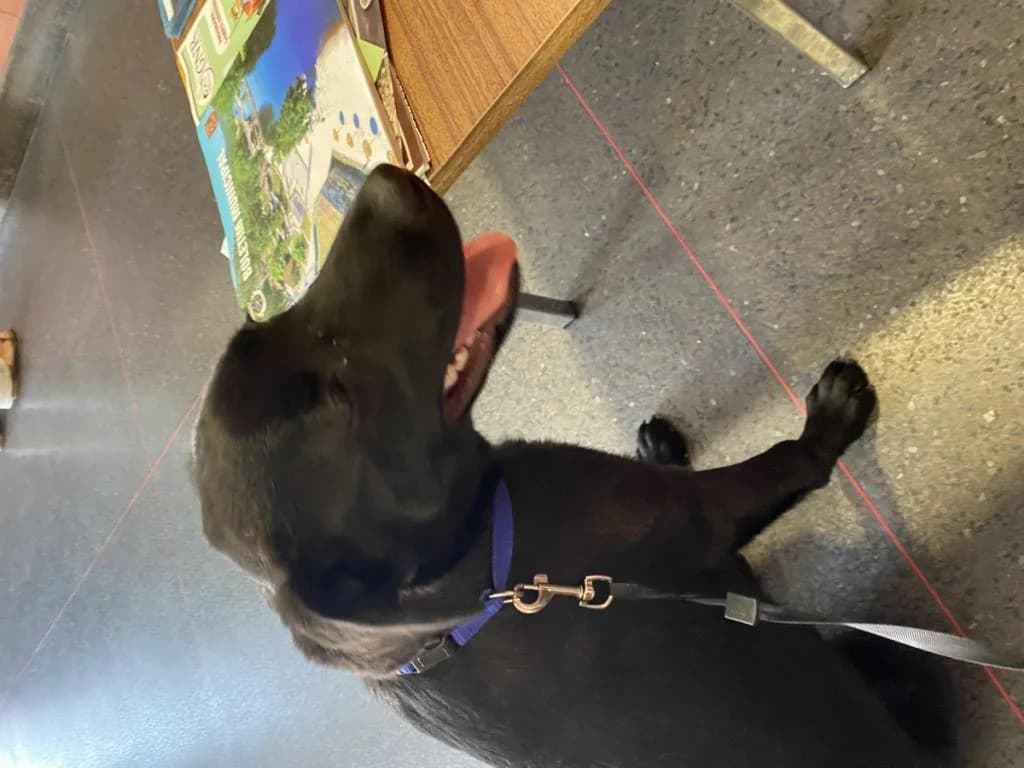 PETIFYC10687 photo 4