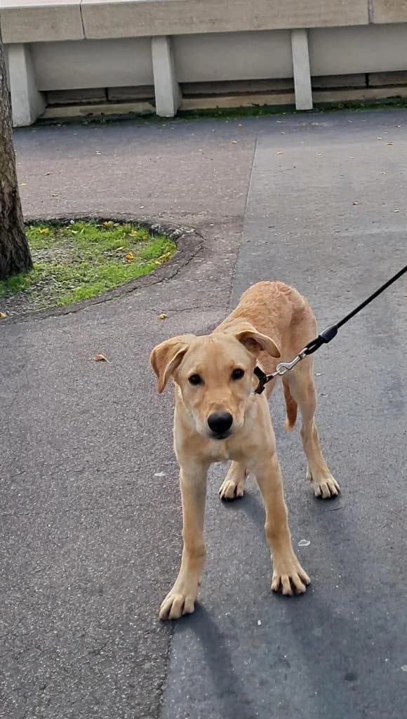 PETIFYC10687 photo 5