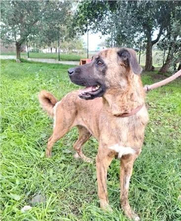 PETIFYC10687 photo 6