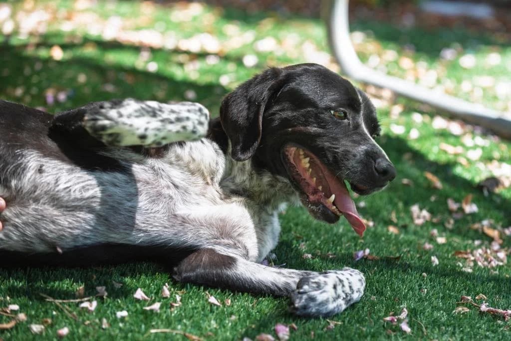 PETIFYC10687 photo 7