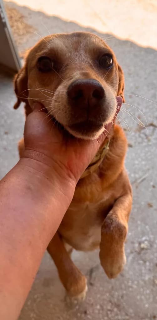 PETIFYC10698 photo 2