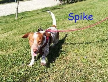 PETIFYC10698 photo 5