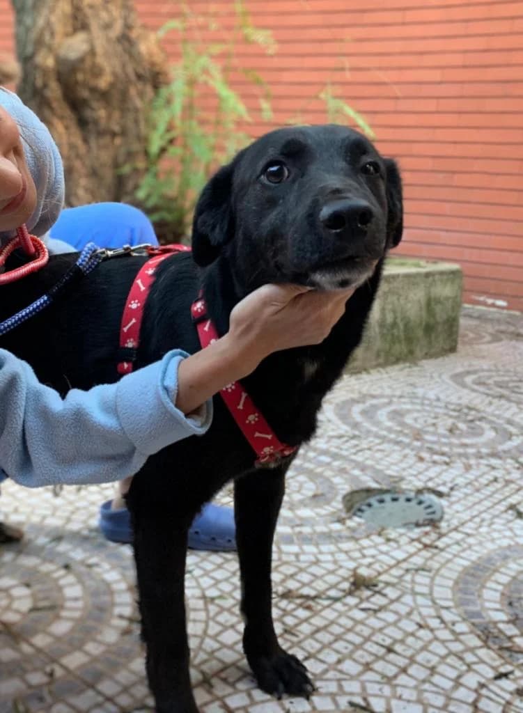 PETIFYC10698 photo 6