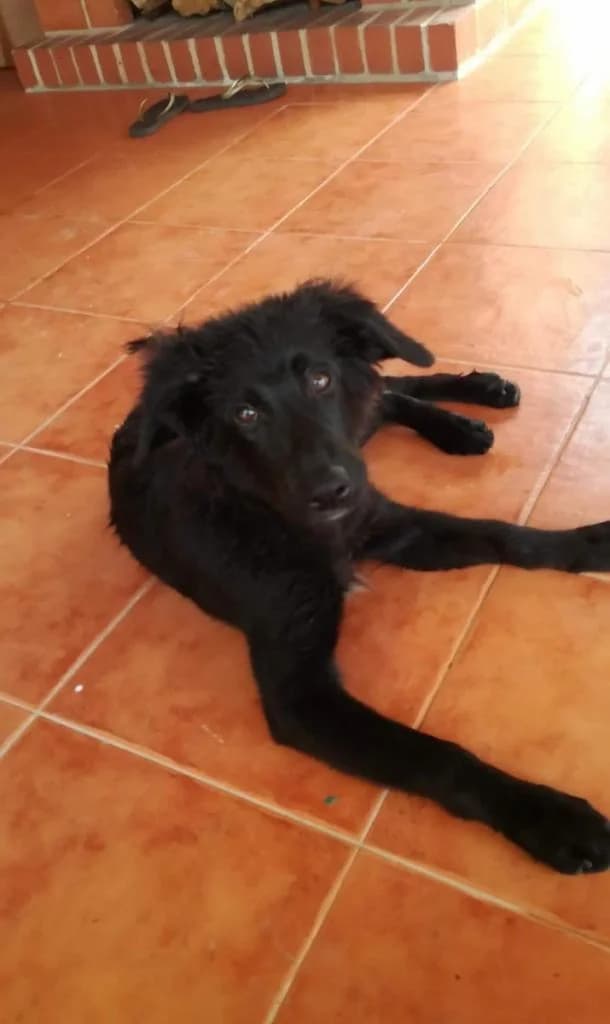 PETIFYC10698 photo 7