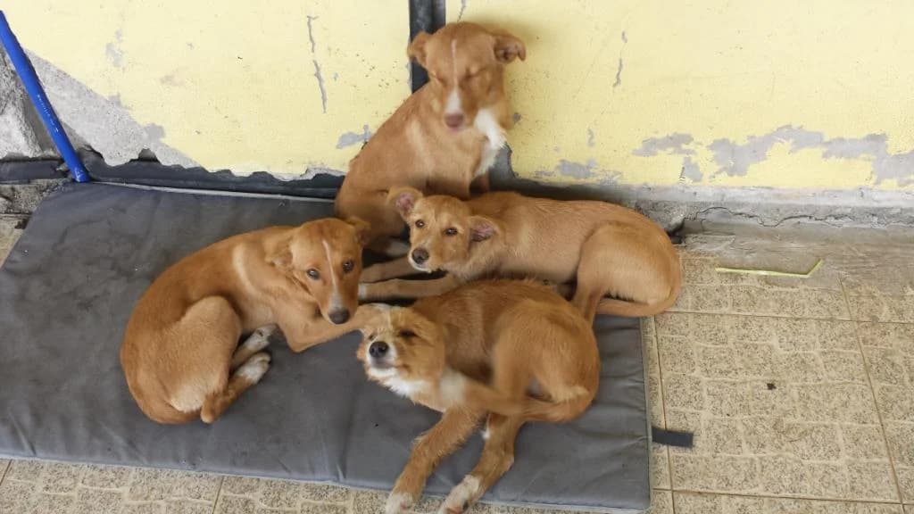 PETIFYC10698 photo 8