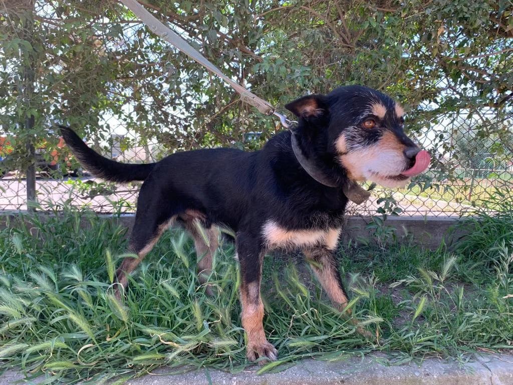 PETIFYC10699 photo 3