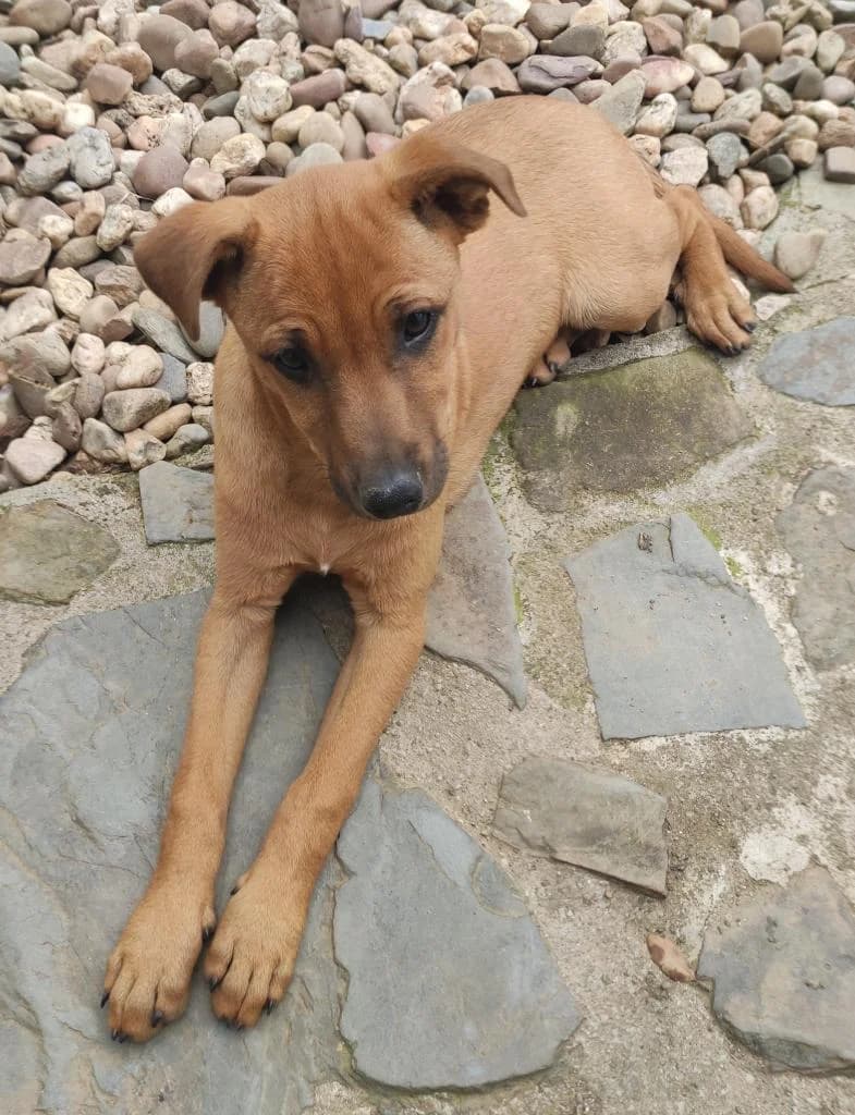 PETIFYC10699 photo 6