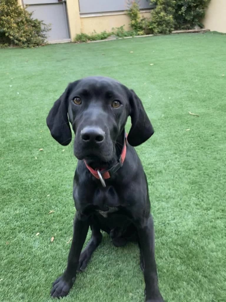 PETIFYC10711 photo 2