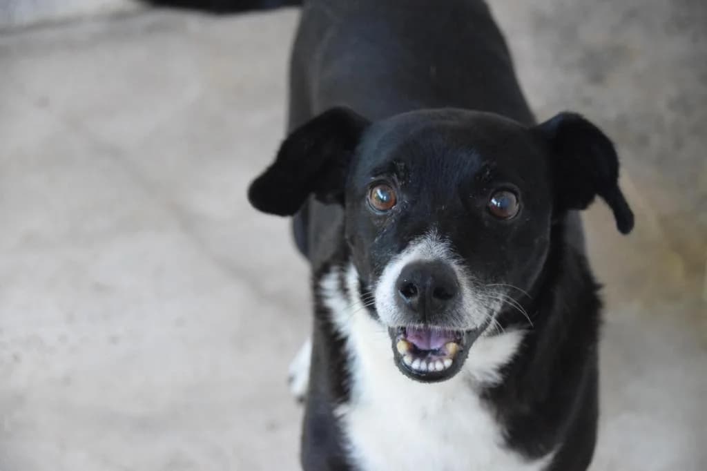 PETIFYC10711 photo 3