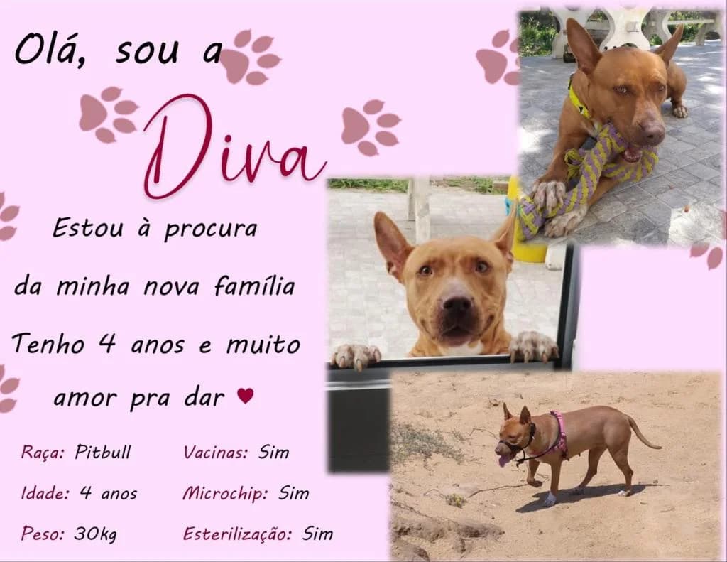 PETIFYC10711 photo 4