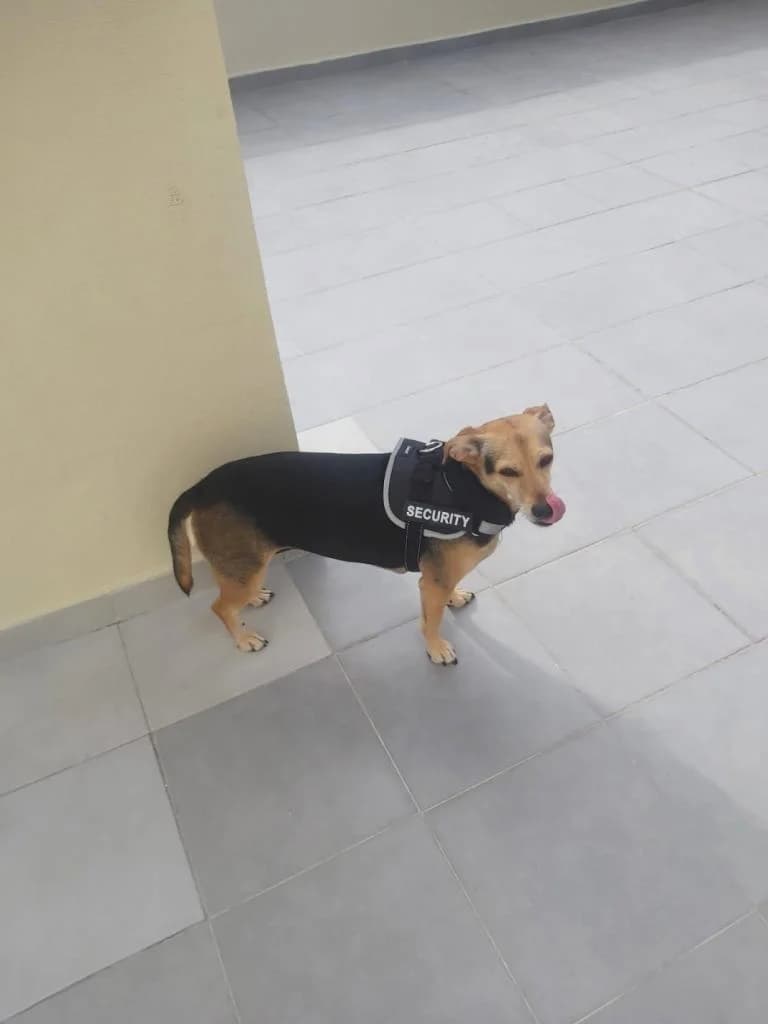 PETIFYC10711 photo 5