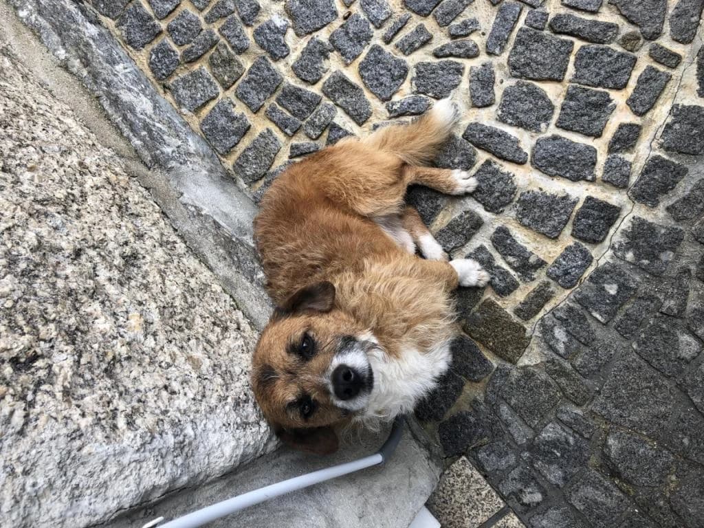 PETIFYC10711 photo 6