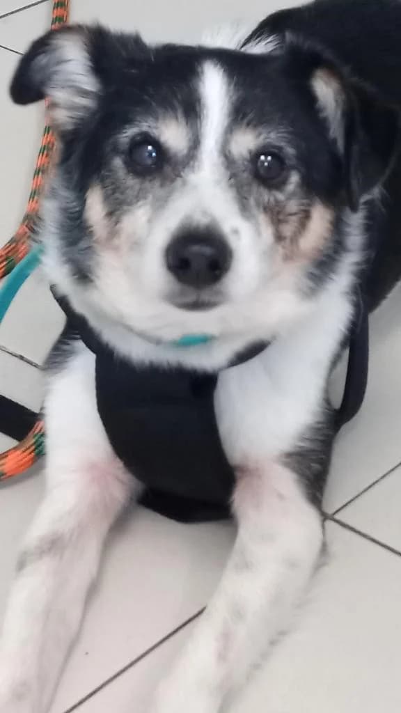 PETIFYC10720 photo 2