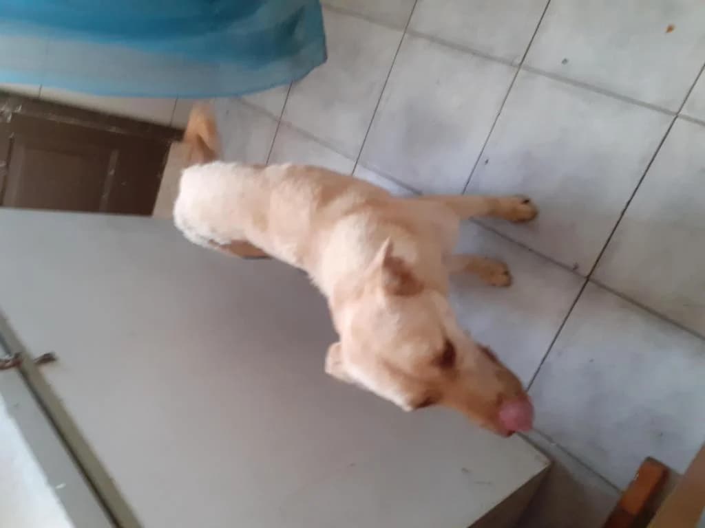 PETIFYC10720 photo 3