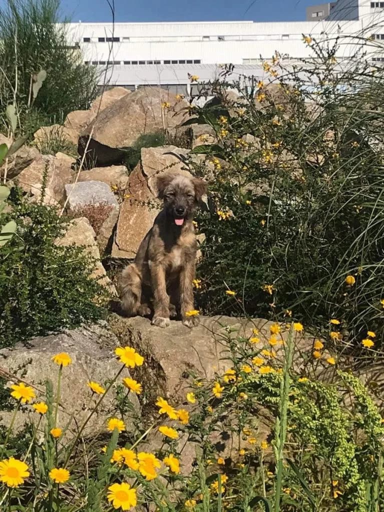 PETIFYC10720 photo 4