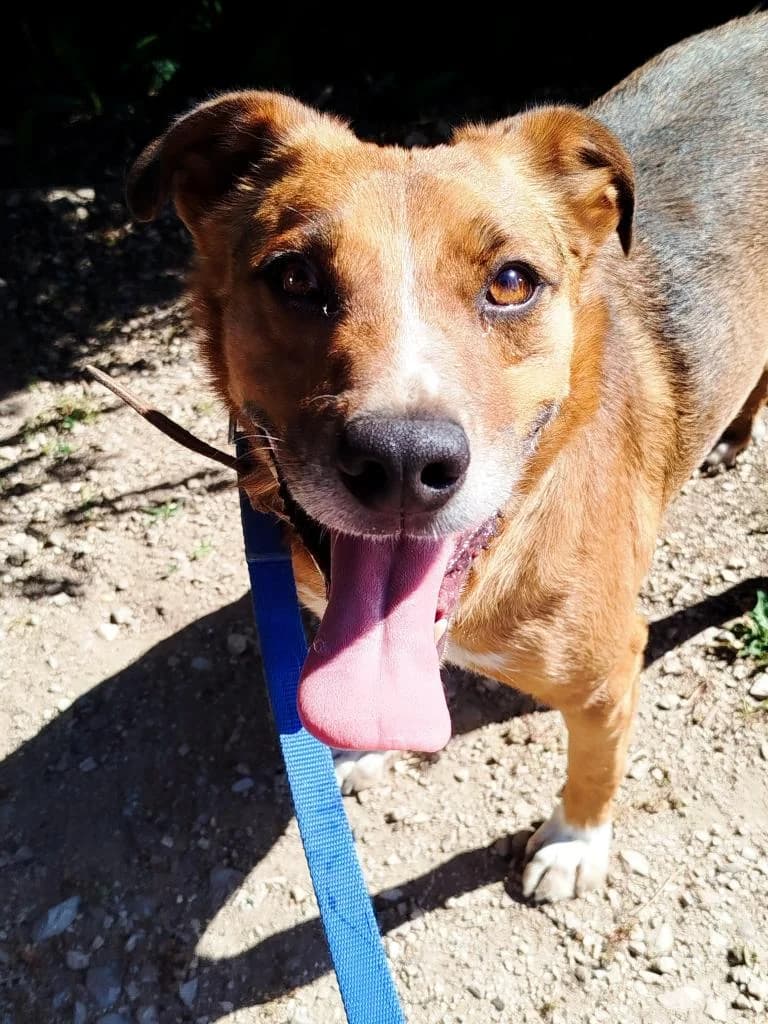 PETIFYC10734 photo 2