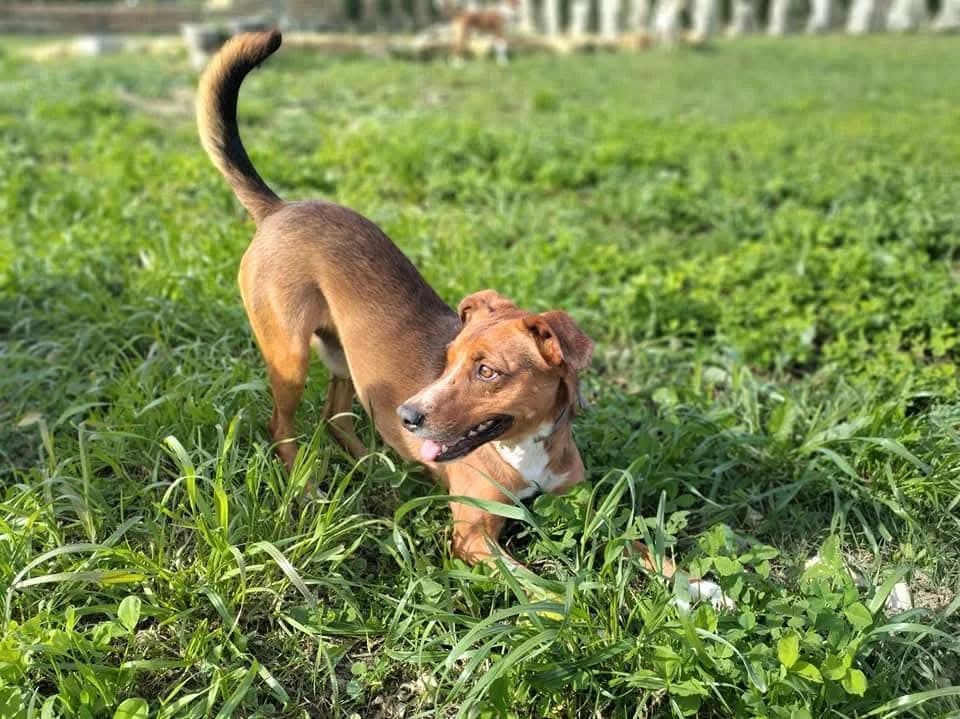 PETIFYC10734 photo 4