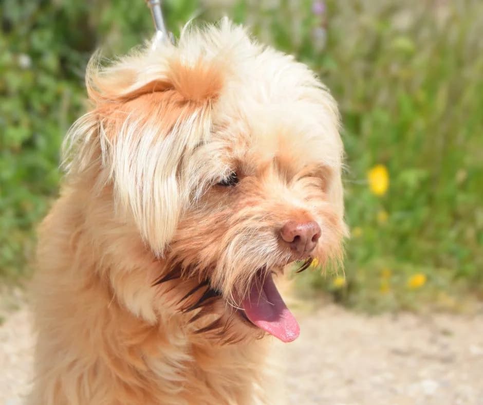 PETIFYC10735 photo 2