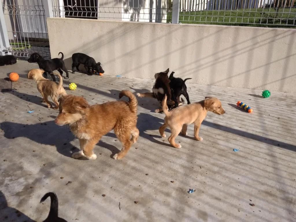 PETIFYC10735 photo 5