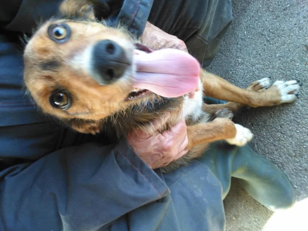 PETIFYC10735 photo 6