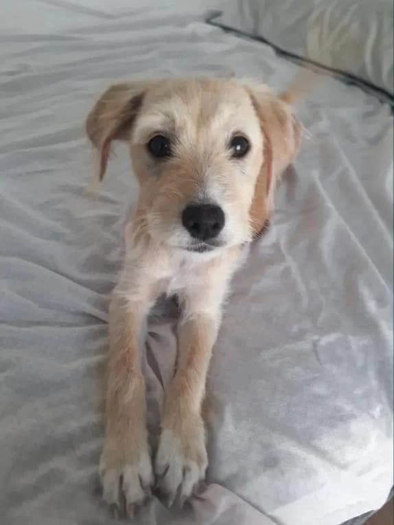 PETIFYC10735 photo 7