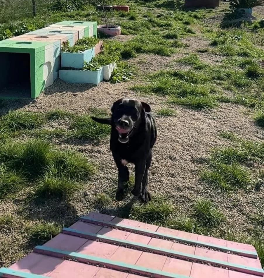 PETIFYC10736 photo 3