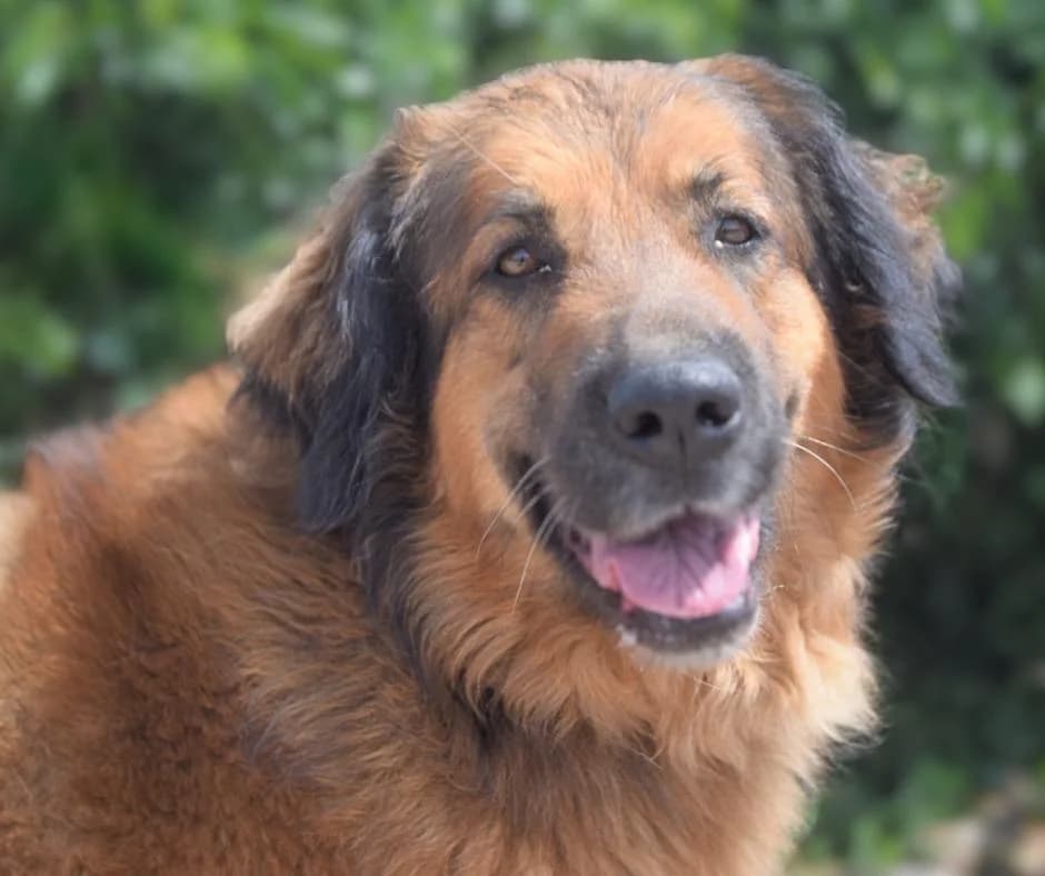 PETIFYC10737 photo 4