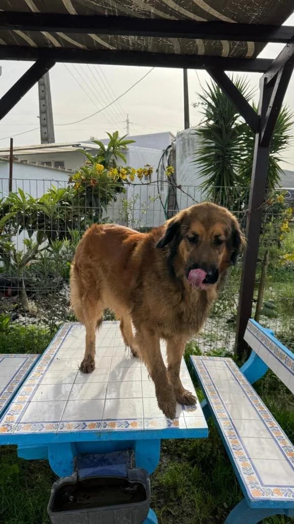 PETIFYC10737 photo 7