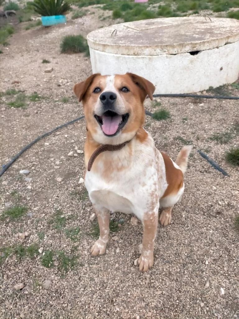 PETIFYC10739 photo 8