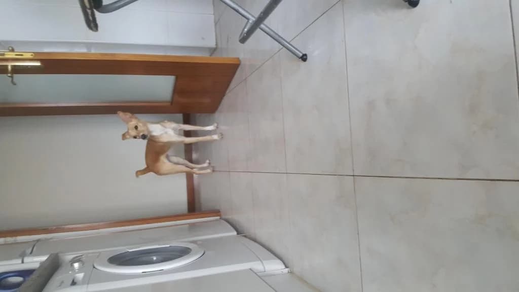 PETIFYC10740 photo 7