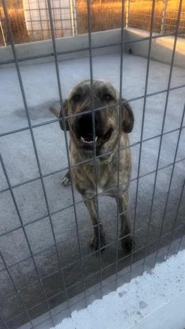 PETIFYC10746 photo 2