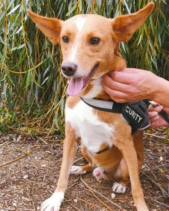 PETIFYC10746 photo 8