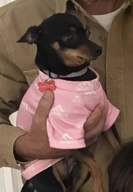 PETIFYC10747 photo 5