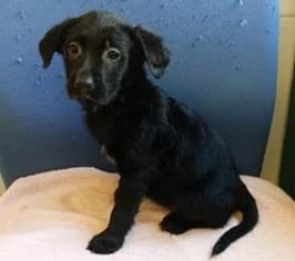 PETIFYC10747 photo 6