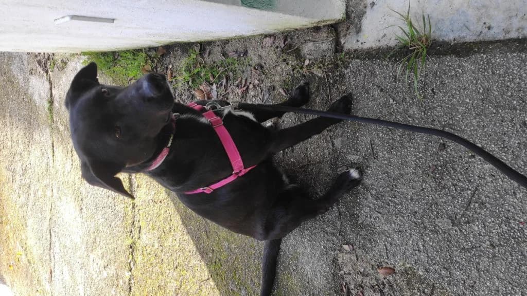 PETIFYC10749 photo 6