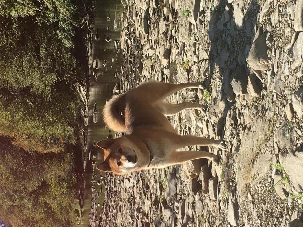 PETIFYC10749 photo 7