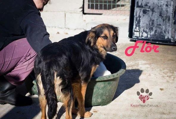 PETIFYC10762 photo 4