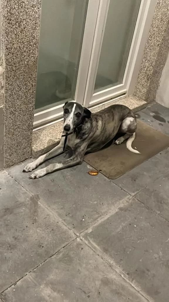 PETIFYC10762 photo 5